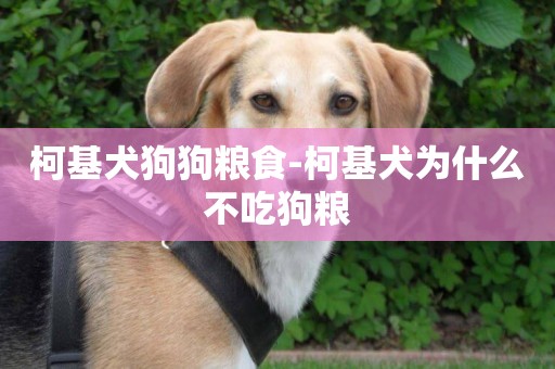 柯基犬狗狗粮食-柯基犬为什么不吃狗粮